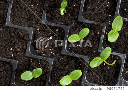 Growing cucumbers from seeds. Step 4 - First Sprouts 98951722