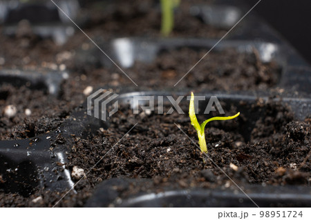 Growing peppers from seeds. Step 4 - First Sprout 98951724