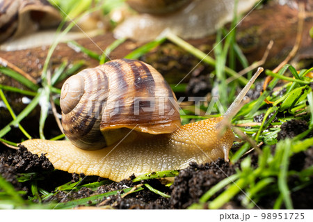Helix pomatia large grape snail leisurely crawls on the grass in the forest. Helix pomatia large grape snail leisurely crawls on the grass in the forest. 98951725