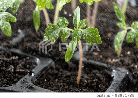 Growing tomatoes from seeds, step by step. Step 8 - watering grown sprouts. 98951739