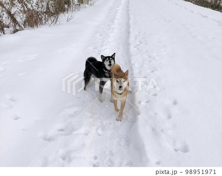 雪道を散歩しているシベリアンハスキー 雪道を散歩しているシベリアンハスキー 98951971
