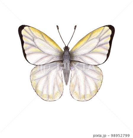 Watercolor cabbage butterflies isolated on white background. Perfect for wallpaper, print, textile, nursery, scrapbooking, wedding invitation, banner design, postcards, clothing Watercolor cabbage butterflies isolated on white background. Perfect for wallpaper, print, textile, nursery, scrapbooking, wedding invitation, banner design, postcards, clothing 98952799