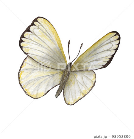 Watercolor cabbage butterflies isolated on white background. Perfect for wallpaper, print, textile, nursery, scrapbooking, wedding invitation, banner design, postcards, clothing Watercolor cabbage butterflies isolated on white background. Perfect for wallpaper, print, textile, nursery, scrapbooking, wedding invitation, banner design, postcards, clothing 98952800