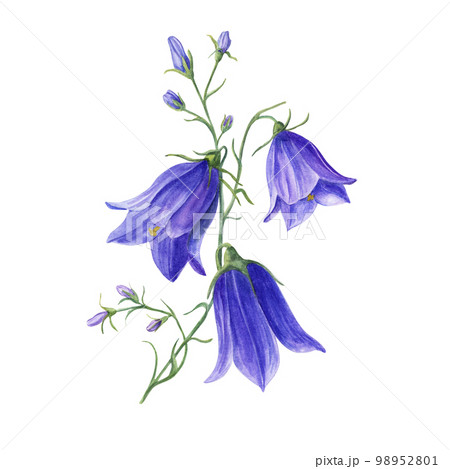 Watercolor illustration of wild flowers campanula isolated on white background. Perfect for template, wallpaper, print, textile, banner design, postcards, poster, decoration 98952801