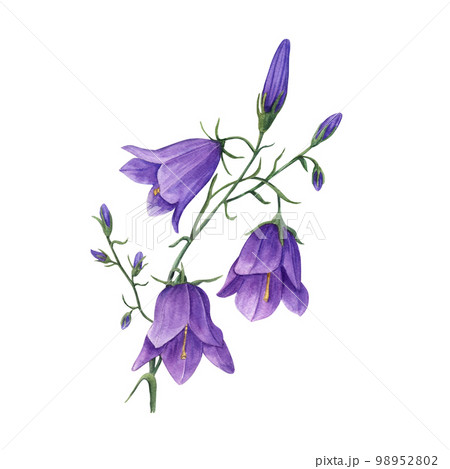 Watercolor illustration of wild flowers campanula isolated on white background. Perfect for template, wallpaper, print, textile, banner design, postcards, poster, decoration 98952802