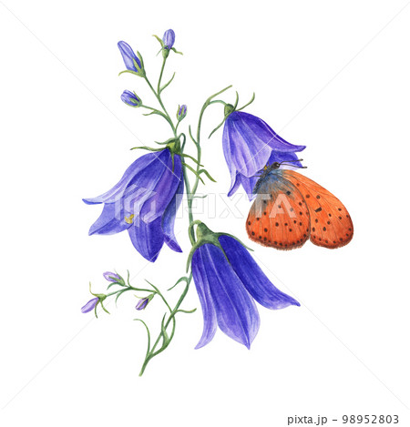 Watercolor copper-butterflies sitting on wild flower campanula isolated on white background. Perfect for template, wallpaper, print, textile, banner design, postcards 98952803