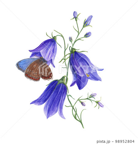 Watercolor copper-butterflies sitting on wild flower campanula isolated on white background. Perfect for template, wallpaper, print, textile, banner design, postcards, decoration 98952804