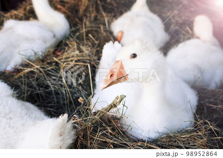 A curious funny goose looking at the camera on a sunny day. Cute white goose portrait on the hay in the sunlight. Young goose. Copy space A curious funny goose looking at the camera on a sunny day. Cute white goose portrait on the hay in the sunlight. Young goose. Copy space 98952864