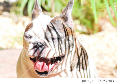 dog or French bulldog or old dog, old French bulldog or yawn dog dog or French bulldog or old dog, old French bulldog or yawn dog 98952903