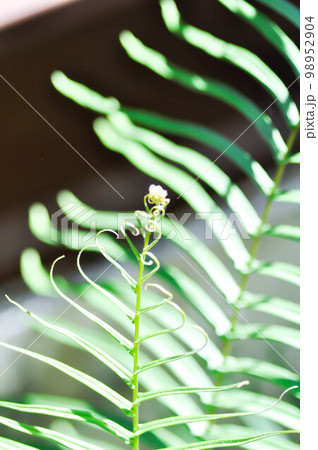 Pteris vittata or Pteris vittata L or fern , fern Pteris vittata or Pteris vittata L or fern , fern 98952904
