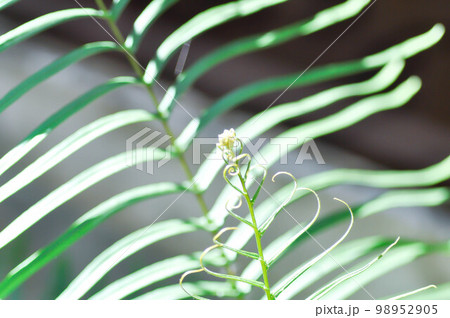 Pteris vittata or Pteris vittata L or fern , fern Pteris vittata or Pteris vittata L or fern , fern 98952905