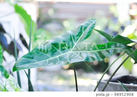 Alocasia longiloba miq, Alocasia longiloba or alocasia Alocasia longiloba miq, Alocasia longiloba or alocasia 98952908