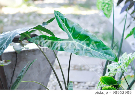 Alocasia longiloba miq, Alocasia longiloba or alocasia Alocasia longiloba miq, Alocasia longiloba or alocasia 98952909