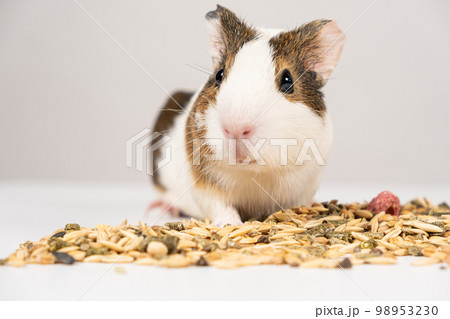 A small guinea pig sits near the feed on a white background. 98953230