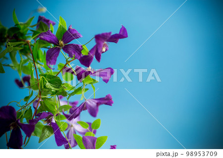 beautiful blooming clematis on a blue background 98953709