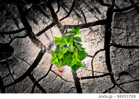 Arid ground and green 98953789