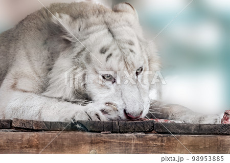 White tiger eating close-up, blurred background White tiger eating close-up, blurred background 98953885