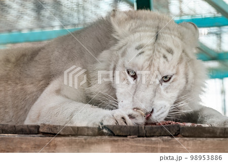 White tiger eating close-up, blurred background White tiger eating close-up, blurred background 98953886