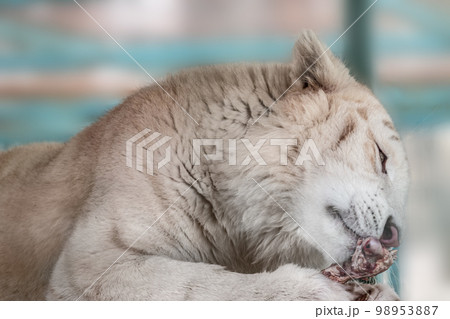 White tiger eating close-up, blurred background White tiger eating close-up, blurred background 98953887