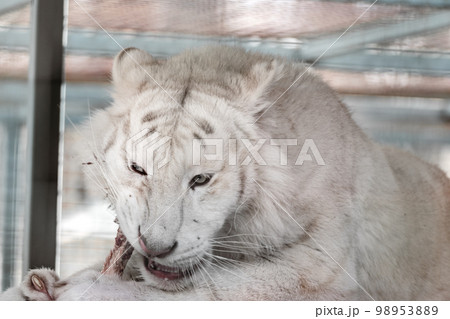 White tiger eating close-up, blurred background White tiger eating close-up, blurred background 98953889
