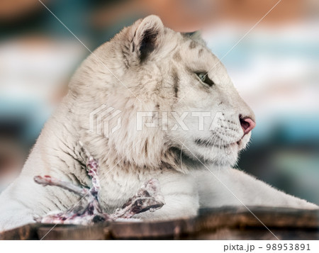 White tiger with food close-up, blurred background White tiger with food close-up, blurred background 98953891