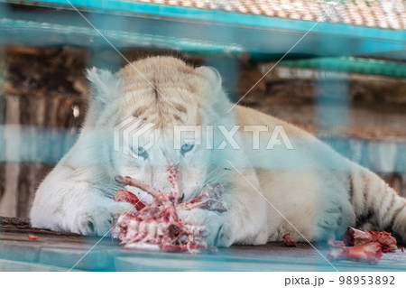 White tiger eating in cage, blurred background White tiger eating in cage, blurred background 98953892