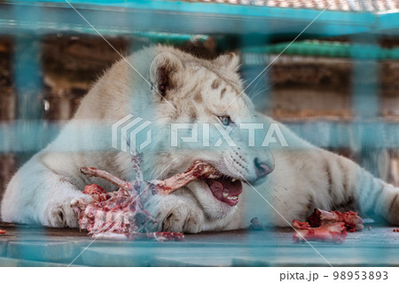 White tiger eating in cage, blurred background White tiger eating in cage, blurred background 98953893