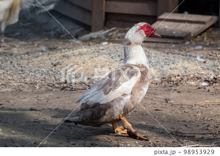 White And Brown Muscovy Duck With A Red Face 98953929