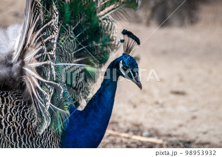 Blue peafowl with long colourful feathers close-up Blue peafowl with long colourful feathers close-up 98953932