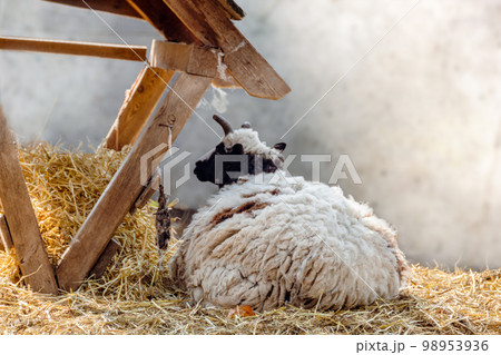 White fluffy sheep rest in hay near feeder on farm White fluffy sheep rest in hay near feeder on farm 98953936