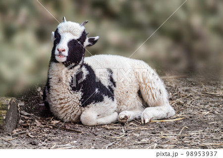 Cute baby sheep lamb sitting on ground on farm Cute baby sheep lamb sitting on ground on farm 98953937
