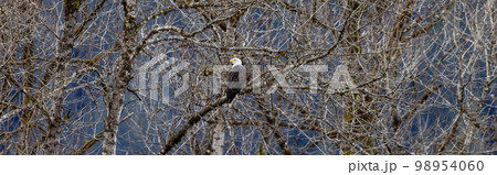 Bold Eagle sitting on a tree branch. Squamish, BC, Canada. 98954060
