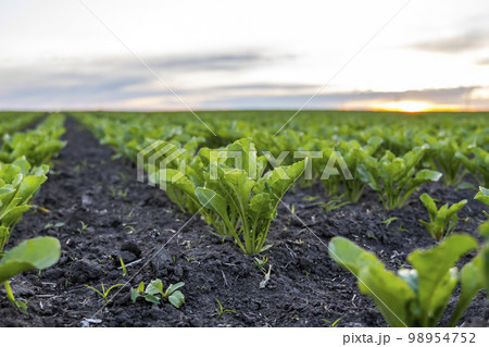 Rows of beet root sprouts beginning to grow. Agriculture, healthy eating, organic food, growing, cornfield. Rows of beet root sprouts beginning to grow. Agriculture, healthy eating, organic food, growing, cornfield. 98954752