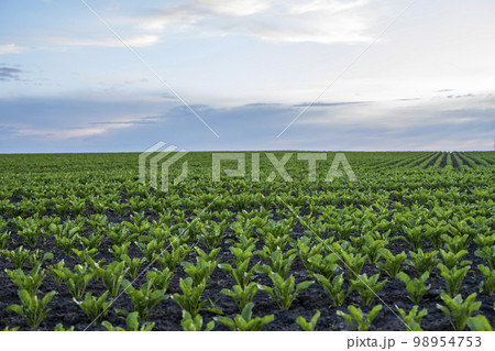 Beet root sprouts. Beetroot seedling in fertile soil on the agricultural field with blue sky. Agriculture, healthy eating, organic food, growing, cornfield. Beet root sprouts. Beetroot seedling in fertile soil on the agricultural field with blue sky. Agriculture, healthy eating, organic food, growing, cornfield. 98954753