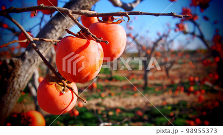 Persimmons at fruit garden, Valencia 98955373