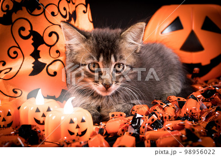 A charming kitten is preparing for Halloween. Beautiful black card 98956022