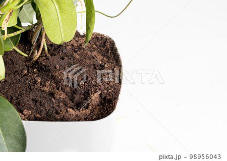 Home plant flower in a pot. Soil for planting houseplant jasmine stephanotis. Macro close-up with place for text copy space Home plant flower in a pot. Soil for planting houseplant jasmine stephanotis. Macro close-up with place for text copy space 98956043