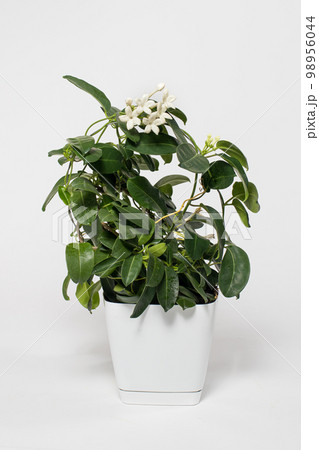 Houseplant jasmine stephanotis flower in a pot blooms on a white background isolate vertical card Houseplant jasmine stephanotis flower in a pot blooms on a white background isolate vertical card 98956044