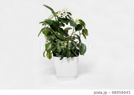 Houseplant jasmine stephanotis flower in a pot blooms on a white background isolate with place for text. Houseplant jasmine stephanotis flower in a pot blooms on a white background isolate with place for text. 98956045