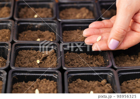 Farmers hand carefully planting vegetable seeds into pots with fertile soil 98956325
