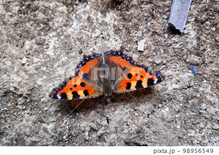 Small tortoiseshell butterfly Small tortoiseshell butterfly 98956549