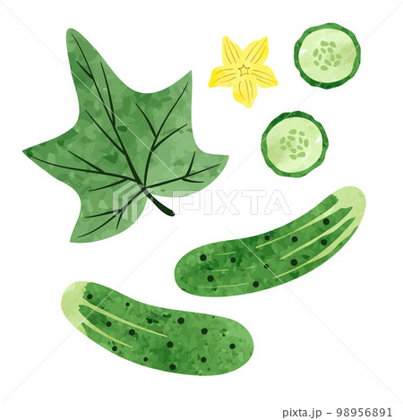 Set of watercolor cucumbers isolated on white background 98956891