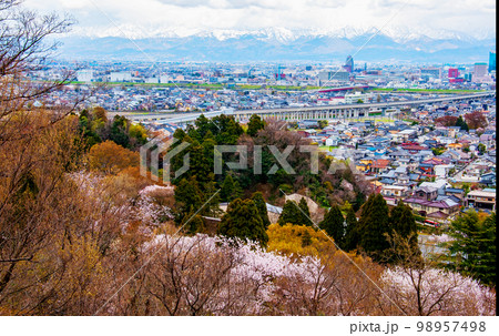 呉羽山から見晴らす神通川土手の桜　富山市街と冠雪の立山連峰 98957498