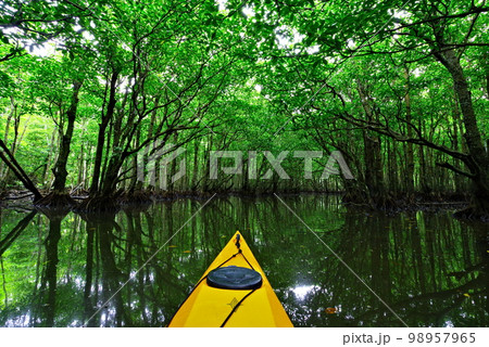 沖縄県西表島仲間川の支流にあるマングローブのトンネルを進むカヤック 98957965