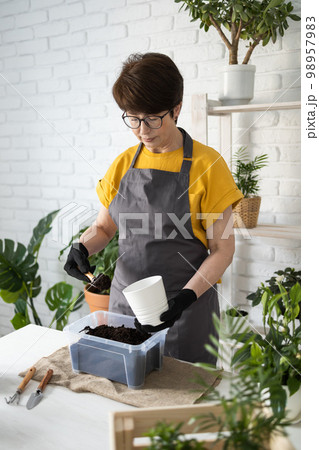Gardening home. Woman replanting and watering green plant from watering can in home. Potted green plants at home, home jungle, floral decor. Florist shop concept 98957983