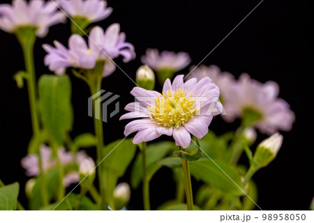 ミヤコワスレの花のクローズアップ（黒背景） 98958050