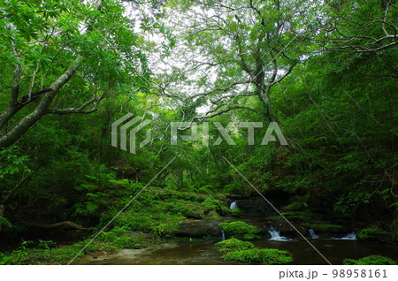沖縄県西表島大見謝川上流の森の中 沖縄県西表島大見謝川上流の森の中 98958161