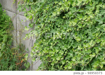 ブロック塀に蔓延する蔦 ブロック塀に蔓延する蔦 98958373
