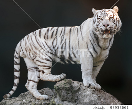 White tiger with black stripes standing on rock 98958661