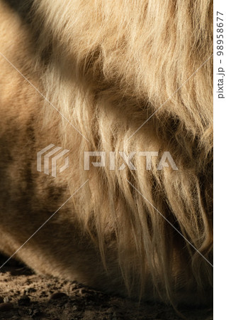 Lion body with gorgeous mane fur close-up Lion body with gorgeous mane fur close-up 98958677